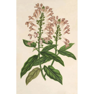Charles Antoine Lemaire - Scutellaria alborosea.webp