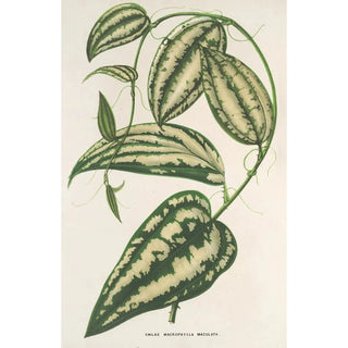 Charles Antoine Lemaire - Smilax ornata.webp