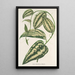 Smilax ornata - Charles Antoine Lemaire — ingelijst kunstwerk aan de muur