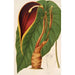 Reproductie van het schilderij Steudnera colocasifolia - Charles Antoine Lemaire