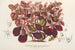 Teleianthera ficoidea var. versicolor - Charles Antoine Lemaire — weergave van het kunstwerk