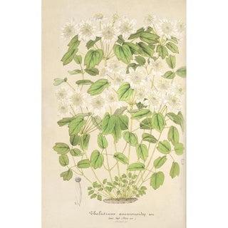 Charles Antoine Lemaire - Thalictrum anemonoides.webp