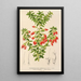 Reproductie van het schilderij Themistoclesia coronilla - Charles Antoine Lemaire