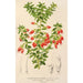Reproductie van het schilderij Themistoclesia coronilla - Charles Antoine Lemaire
