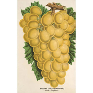 Charles Antoine Lemaire - Thomsons Golden Champion Grape.webp
