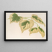 Tilia parvifolia var. fol. varieg. - Charles Antoine Lemaire — ingelijst kunstwerk aan de muur