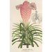 Reproductie van het schilderij Tillandsia Lindeni - Charles Antoine Lemaire