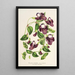 Reproductie van het schilderij Torenia asiatica - Charles Antoine Lemaire