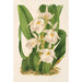 Trichopilia fragrans nobilis - Charles Antoine Lemaire — weergave van het kunstwerk