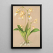 Utricularia montana - Charles Antoine Lemaire — ingelijst kunstwerk aan de muur