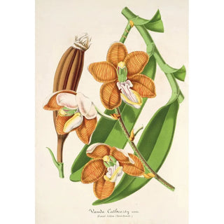 Charles Antoine Lemaire - Vanda Cathearty.webp