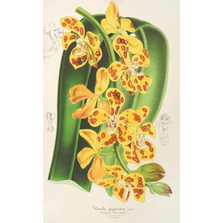 Charles Antoine Lemaire - Vanda gigantea.webp