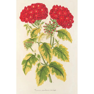 Charles Antoine Lemaire - Verveine panache dite populaire.webp
