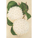 Viburnum plicatum - Charles Antoine Lemaire — weergave van het kunstwerk