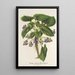 Reproductie van het schilderij Viola arborea Brandyana - Charles Antoine Lemaire