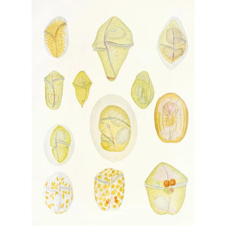 Charles Atwood Kofoid - The freeliving unarmored dinoflagellata pl 1.webp