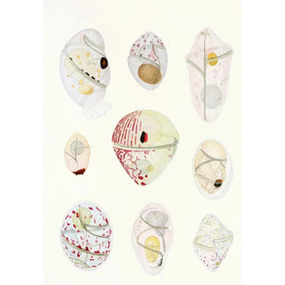 Charles Atwood Kofoid - The freeliving unarmored dinoflagellata pl 6.webp