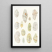 Reproductie van het schilderij Les dinoflagellés libres non cuirassés pl 7 - Charles Atwood Kofoid