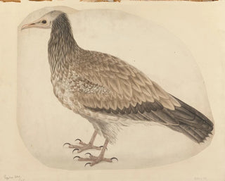 Charles Collins - Egyptian Vulture.webp