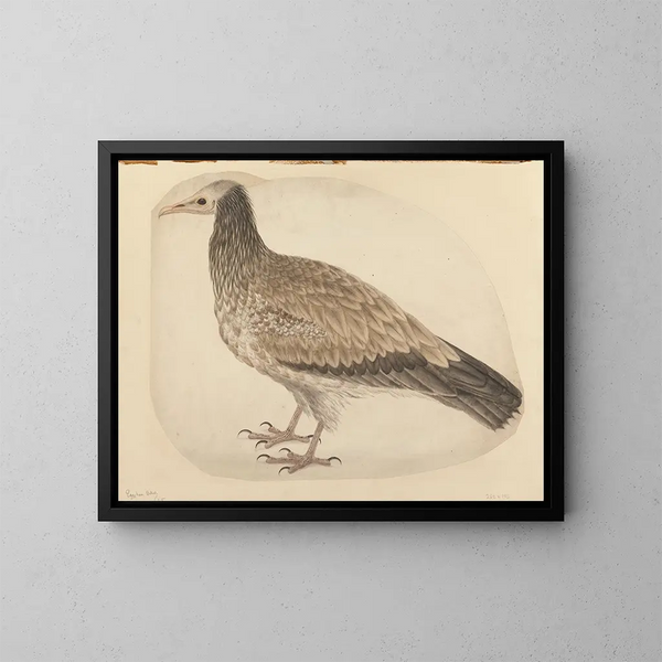 Vautour égyptien - Charles Collins — ingelijst kunstwerk aan de muur