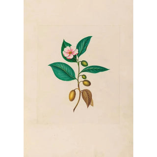 Charles Empson - Drawings of tropical flowers and fruits from South America Pl06.webp