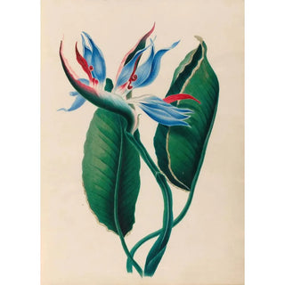 Charles Empson - Drawings of tropical flowers and fruits from South America Pl13.webp