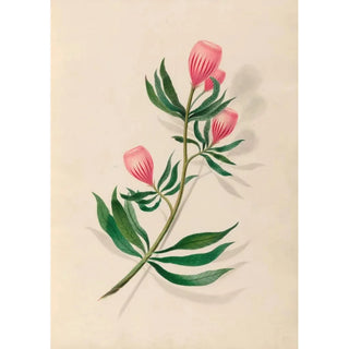 Charles Empson - Drawings of tropical flowers and fruits from South America Pl14.webp