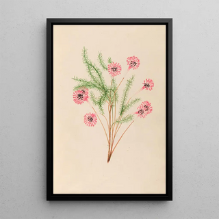 Charles Empson - Drawings of tropical flowers and fruits from South America Pl21.webp