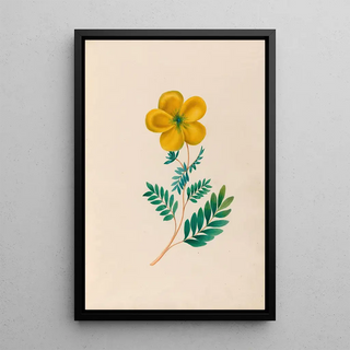 Charles Empson - Drawings of tropical flowers and fruits from South America Pl22.webp