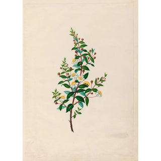 Charles Empson - Drawings of tropical flowers and fruits from South America Pl23.webp