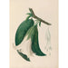 Reproductie van het schilderij van tropische bloemen en fruit uit Zuid-Amerika Pl26 - Charles Empson