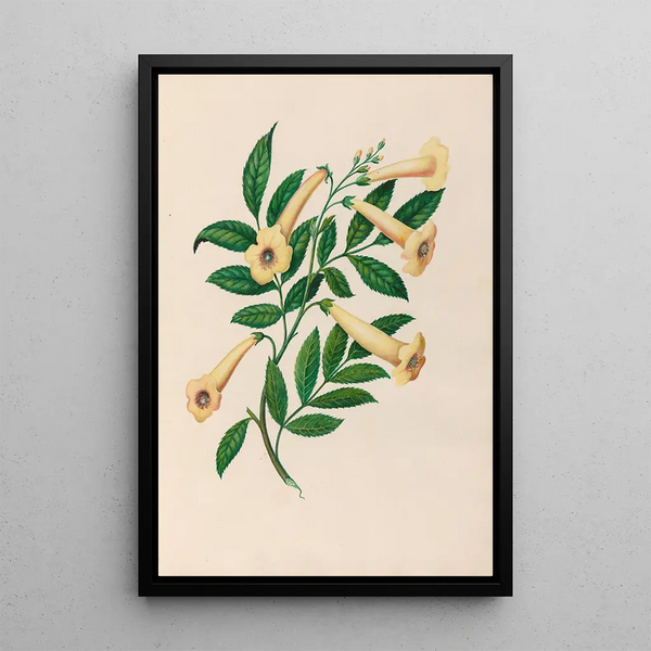 Charles Empson - Drawings of tropical flowers and fruits from South America Pl31.webp