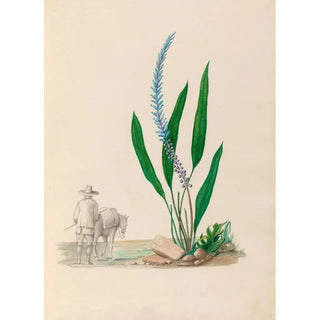 Charles Empson - Drawings of tropical flowers and fruits from South America Pl33.webp