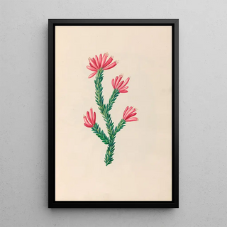 Charles Empson - Drawings of tropical flowers and fruits from South America Pl34.webp