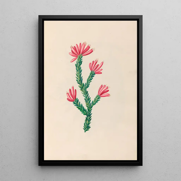 Charles Empson - Drawings of tropical flowers and fruits from South America Pl34.webp