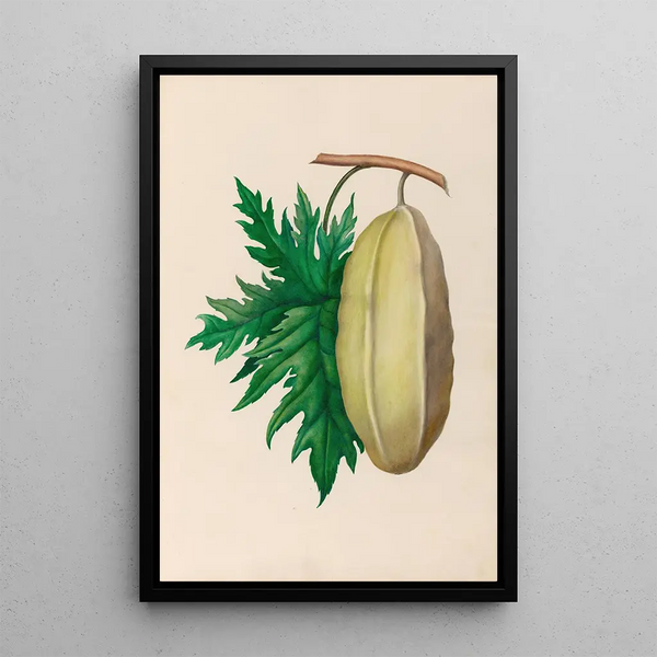 Charles Empson - Drawings of tropical flowers and fruits from South America Pl35.webp