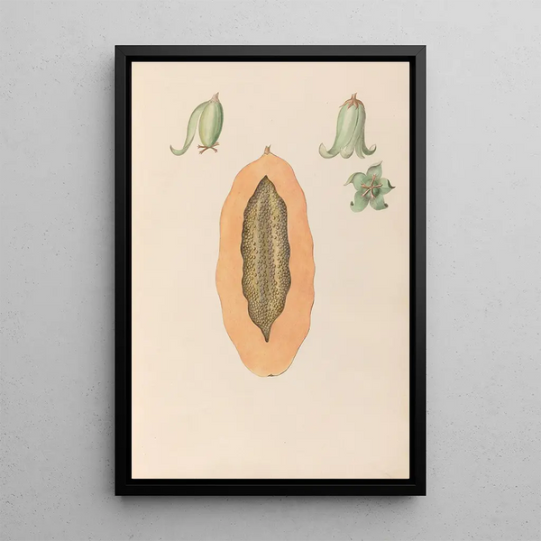 Charles Empson - Drawings of tropical flowers and fruits from South America Pl36.webp