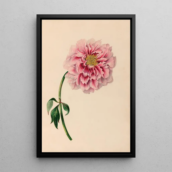 Charles Empson - Drawings of tropical flowers and fruits from South America Pl38.webp
