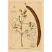 Geneeskrachtige planten Pl002 - Charles Frederick Millspaugh — weergave van het kunstwerk