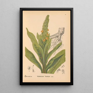 Charles Frederick Millspaugh - Medicinal Plants Pl003.webp