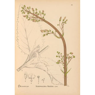 Charles Frederick Millspaugh - Medicinal Plants Pl005.webp