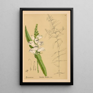 Charles Frederick Millspaugh - Medicinal Plants Pl006.webp