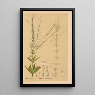 Charles Frederick Millspaugh - Medicinal Plants Pl007.webp