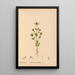 Reproductie van het schilderij Geneeskrachtige planten Pl008 - Charles Frederick Millspaugh