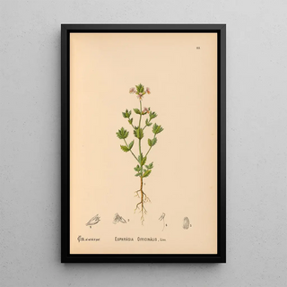 Charles Frederick Millspaugh - Medicinal Plants Pl008.webp