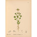 Reproductie van het schilderij Geneeskrachtige planten Pl008 - Charles Frederick Millspaugh