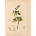 Geneeskrachtige planten Pl009 - Charles Frederick Millspaugh — weergave van het kunstwerk