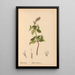 Geneeskrachtige planten Pl009 - Charles Frederick Millspaugh — ingelijst kunstwerk aan de muur