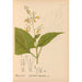 Geneeskrachtige planten Pl013 - Charles Frederick Millspaugh — weergave van het kunstwerk