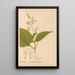 Geneeskrachtige planten Pl013 - Charles Frederick Millspaugh — ingelijst kunstwerk aan de muur